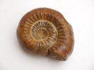 Stemmatoceras sp.