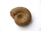 Stephanoceras (Normannites) formosum