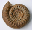 Stephanoceras (Stephanoceras) gibbosum