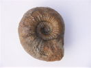 Stephanoceras sp.