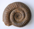 Stephanoceras (Stephanoceras) hoffmanni
