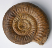 Stephanoceras (Stephanoceras) humphriesianum