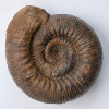 Stephanoceras (Stephanoceras) humphriesianum