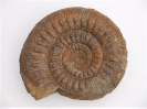 Stephanoceras (Stephanoceras) humphriesianum