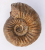 Stephanoceras (Stephanoceras) mutabile