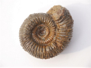 Stephanoceras (Normannites) braikenridgii ventriplanum