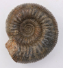Stephanoceras (Normannites) braikenridgii ventriplanum