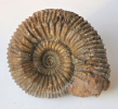Stephanoceras (Normannites) mitis