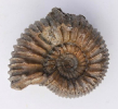 Stephanoceras (Normannites) orbignyi