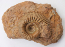 Stephanoceras (Normannites) sp.