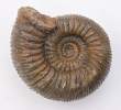 Stephanoceras (Normannites) turgidum