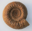 Stephanoceras sp.