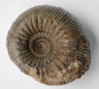 Stephanoceras sp.