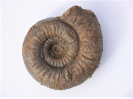 Stephanoceras sp.
