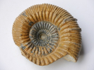 Stephanoceras subzogenreuthense