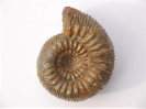 Stephanoceras (Stephanoceras) umbilicum
