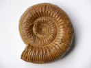 Stephanoceras zieteni