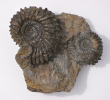 Strenoceras bentzi