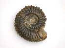 Strenoceras niortense