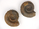 Strenoceras niortense