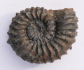 Strenoceras suevicum