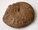 Strigoceras cf. strigifer