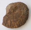 Strigoceras symplectum