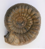 Teloceras acuticostatum