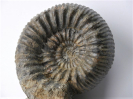 Teloceras blagdeni