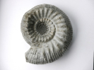 Teloceras blagdeni