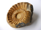 Teloceras blagdeni