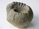 Teloceras coronatum