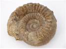 Teloceras coronatum