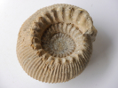 Teloceras coronatum