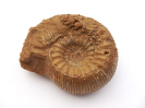 Teloceras latiumbilicatum