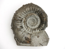 Teloceras multinodum