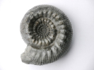 Teloceras multinodum