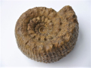 Teloceras parvum