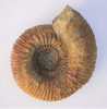 Teloceras sp.