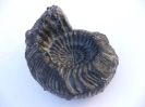 Teloceras sp.