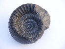 Teloceras sp., multinodum-Variante?