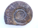 Vermisphinctes aff. vermiformis