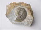Witchellia laeviuscula