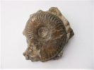 Witchellia pseudoromanoides