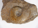 Witchellia pseudoromanoides