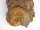 Witchellia pseudoromanoides