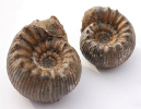 Zwei Pseudoteloceraten sp.