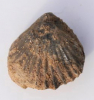 Acanthothris spinosa