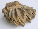 Actinostreon marshii