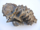 Actinostreon marshii 
